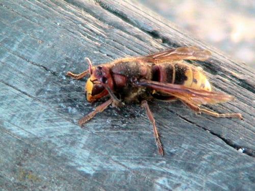 Vespa crabro