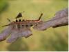 11011 – Photo : Mael Garrin – France (56)