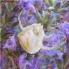 11833 – Photo : Romane – France (26)