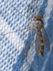 11363 – Photo : Arthropa - Benoit Martha – France (21)