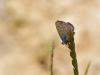 11033 – Photo : microbe – France (62)