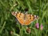 11560 – Photo : Hugues Mouret – France (69)