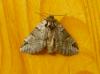 11240 – Photo : didier evrard – Belgique