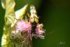 11008 – Photo : Arno Szwab – France (59)