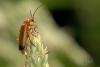 11006 – Photo : Arno Szwab – France (59)