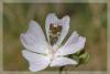 11545 – Photo : David Demerges – France (66)