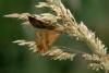 11010 – Photo : Arno Szwab – France (59)