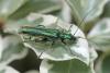 11103 – Photo : Dekeyser – France (22)