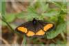 11247 – Photo : David Demerges – France (01)
