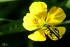 11009 – Photo : Arno Szwab – France (59)