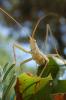 11088 – Photo : hudsson – France (84)