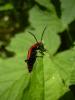 11549 – Photo : Nicolas Tobak – France (74)