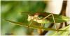 11071 – Photo : Jeff – France (47)