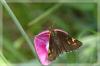 11299 – Photo : David Demerges – France (32)