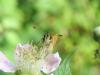 11064 – Photo : S. Regnard – France (60)