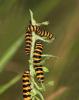 11354 – Photo : microbe – France (62)