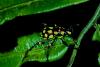 11223 – Photo : JEF – Philippines
