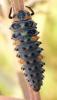 Coccinella septempunctata