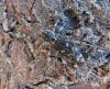 Xylotrechus rusticus