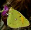 11203 – Photo : Pelouard – France (72)