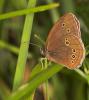 11032 – Photo : microbe – France (62)