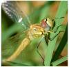 Sympetrum fonscolombii