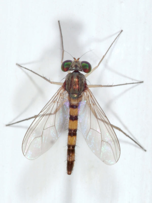 Arthropa - Benoit Martha - Sciapus euzonus - réf. 11362 (600 x 800 pixels, 41 ko)