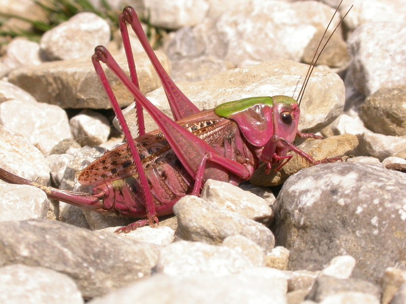 chlorophana - Decticus verrucivorus verrucivorus - réf. 11820 (800 x 600 pixels, 138 ko)