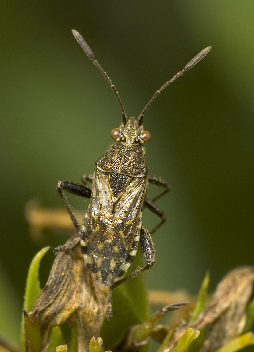 Régis Henry - Stictopleurus punctatonervosus - réf. 11304 (886 x 1224 pixels, 145 ko)