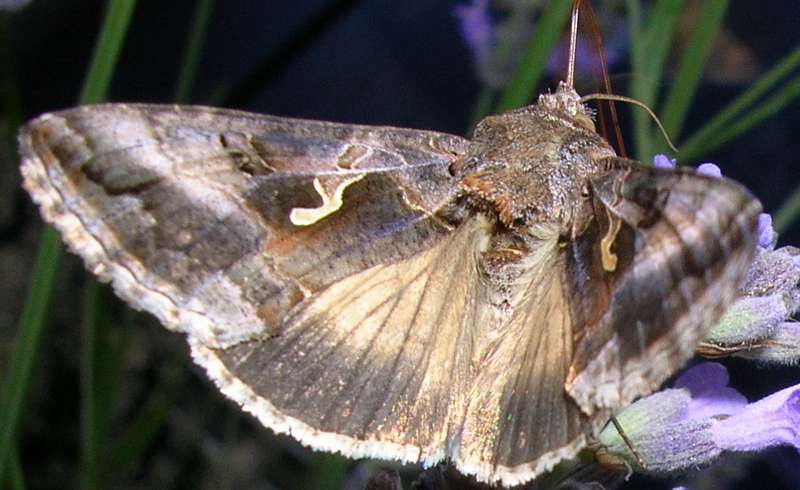 richardunord - Autographa gamma - réf. 11628 (800 x 490 pixels, 49 ko)