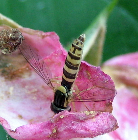 Vincent Lefebvre - Sphaerophoria sp. - réf. 11026 (533 x 541 pixels, 89 ko)