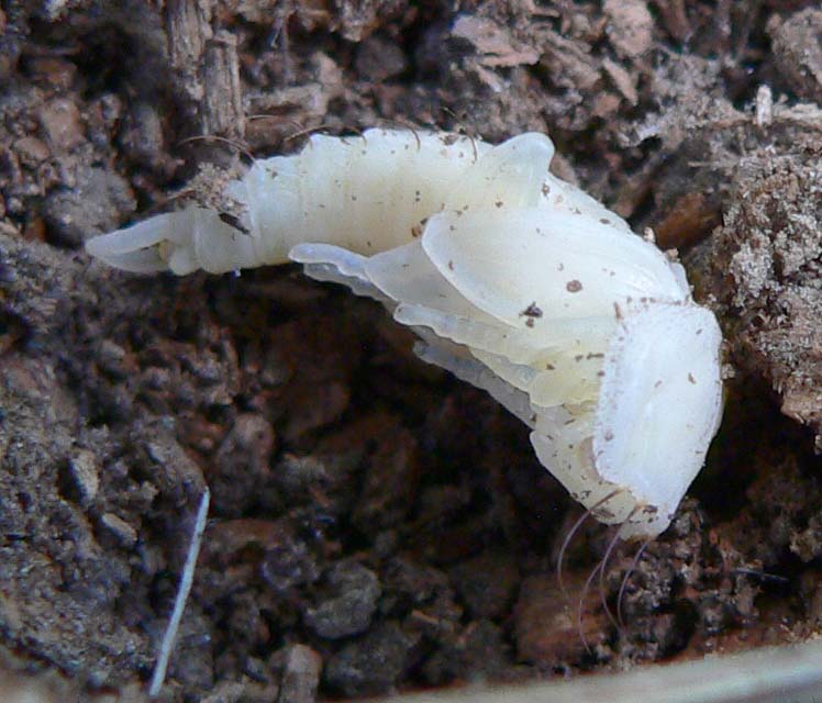 Anonyme - Dendroxena quadrimaculata - réf. 11409 (748 x 640 pixels, 102 ko)