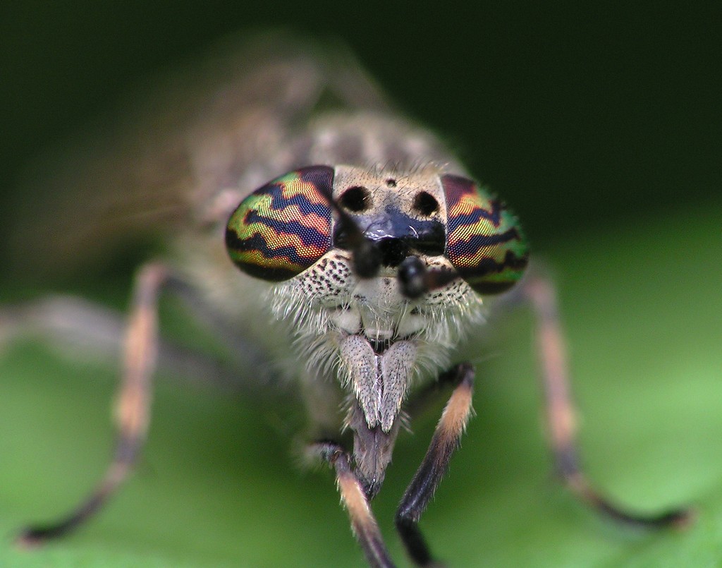 bobgaia - Haematopota sp. - réf. 11639 (1024 x 805 pixels, 136 ko)