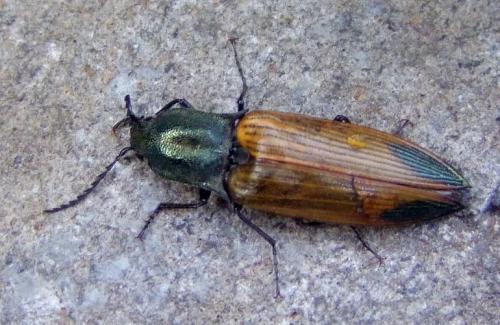 Réf. 110 851 : Ctenicera virens