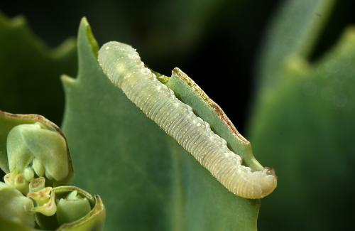 Tenthredo ignobilis