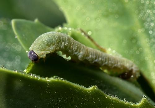 Réf. 110 013 : Tenthredo ignobilis