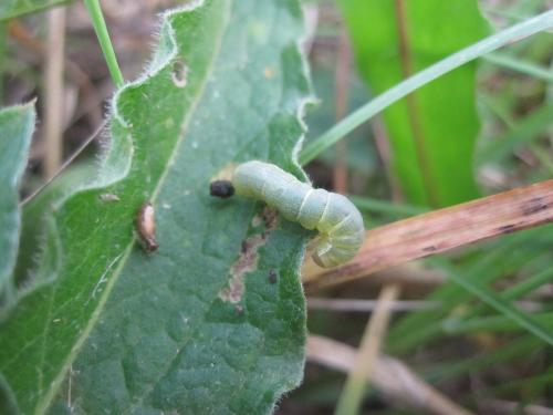 Mamestra brassicae