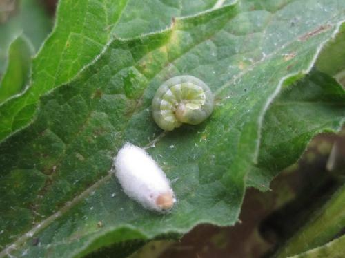 Mamestra brassicae