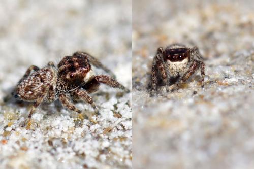 Réf. 110 112 : Bianor albobimaculatus