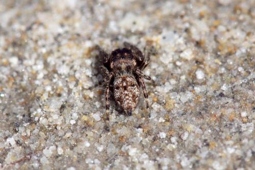 Réf. 110 364 : Bianor albobimaculatus