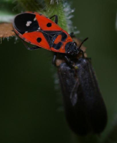 Melanocoryphus albomaculatus