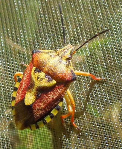 Réf. 110 919 : Carpocoris pudicus
