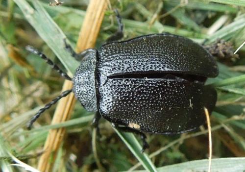 Réf. 110 960 : Galeruca tanaceti
