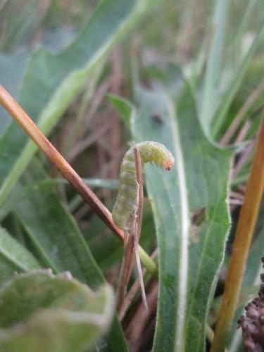 Mamestra brassicae