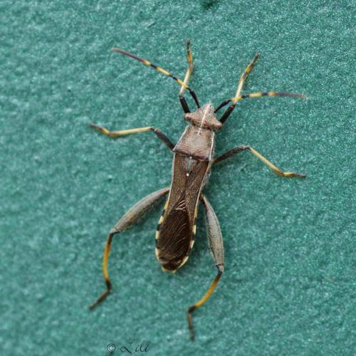 Réf. 110 001 : Camptopus lateralis