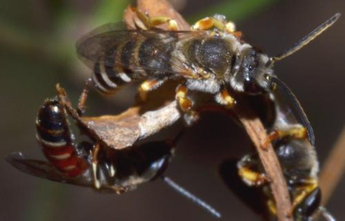 Halictus cochlearitarsis