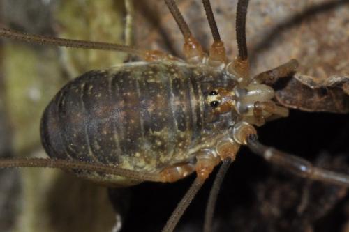 Réf. 110 401 : Opilio canestrinii