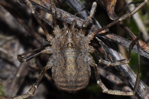 Odiellus spinosus