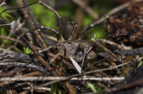 Odiellus spinosus