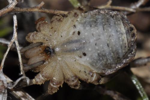 Odiellus spinosus
